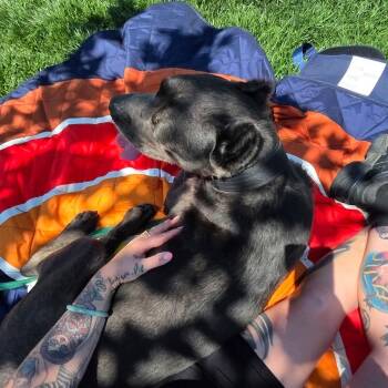Cane -  Cane Corso Dog for Adoption in San Diego, California - Cane | PetCurious