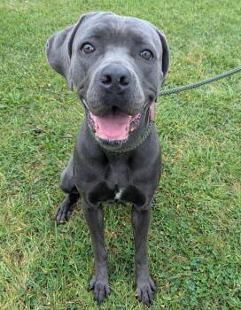 Manatee -  Cane Corso Dog for Adoption in Valparaiso, Indiana - Manatee | PetCurious
