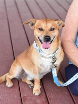 Alfred -  Terrier Dog for Adoption in Montgomery, Texas - Alfred | PetCurious