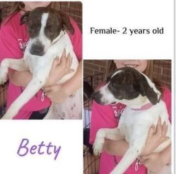 Terrier and Mixed Breed Dogs Available for Adoption in Colorado Springs, Colorado - Betty | PetCurious