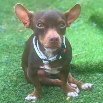 Chihuahua Dogs Available for Adoption in Austin, Texas - Meeps | PetCurious