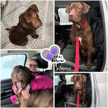 Labrador Retriever and Pit Bull Terrier Dogs Available for Adoption - Ammo | PetCurious