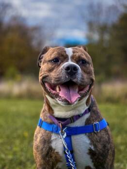 Rescue Pit Bull Terrier Dogs for Adoption in Montgomery, New Jersey - Jeremiah | PetCurious