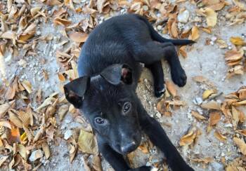 Rescue Staffordshire Bull Terrier and German Shepherd Dog Dogs for Adoption in Junction, Texas - Peter | PetCurious