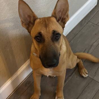Genny -  Belgian Shepherd Malinois and German Shepherd Dog Dog for Adoption in Lockhart, Texas - Genny | PetCurious