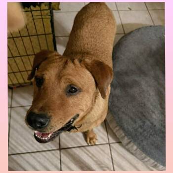 Labrador Retriever and Hound Dogs Available for Adoption in San Antonio, Texas - Yogi | PetCurious