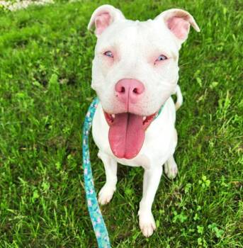 Rescue Pit Bull Terrier and Mixed Breed Dogs for Adoption in Minneapolis, Minnesota - LUCY | PetCurious