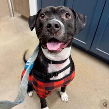 Pit Bull Terrier and Mixed Breed Dogs Available for Adoption - TUX | PetCurious