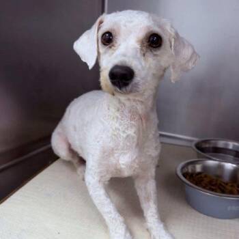 Eva -  Miniature Poodle Dog for Adoption in Verona, New Jersey - Eva | PetCurious