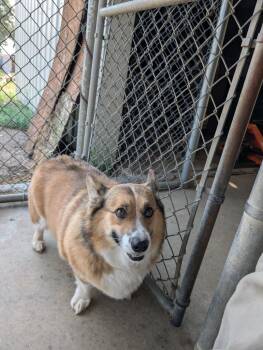 Albert -  Corgi Dog for Adoption in Havre, Montana - Albert | PetCurious