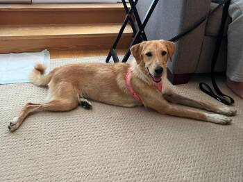 Bonnie -  Golden Retriever Dog for Adoption in Erin, Ontario - Bonnie | PetCurious