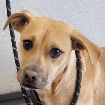 Mixed Breed Dogs Available for Adoption in Las Cruces, New Mexico - Berta | PetCurious