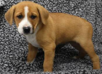 Anastasia -  Labrador Retriever and Pit Bull Terrier Dog for Adoption in Thief River Falls, Minnesota - Anastasia | PetCurious