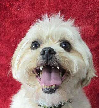 Shih Tzu Dogs Available for Adoption in Newport, Tennessee - Benji | PetCurious