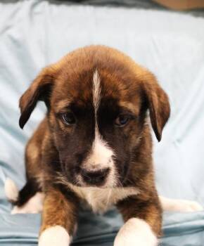 Flapjack -  Shepherd Dog for Adoption in Thief River Falls, Minnesota - Flapjack | PetCurious