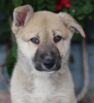 Rescue German Shepherd Dog Dogs for Adoption in Los Angeles, California - Cooper Von Dahnen | PetCurious