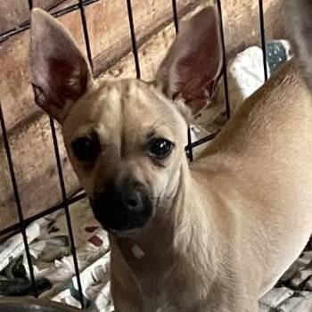 Bran -  Chihuahua Dog for Adoption in Calverton, New York - Bran | PetCurious