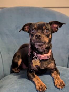 Goldie -  Chihuahua Dog for Adoption in Waunakee, Wisconsin - Goldie | PetCurious