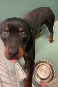 Rescue Rottweiler Dogs for Adoption in Roanoke, Virginia - Beanie | PetCurious