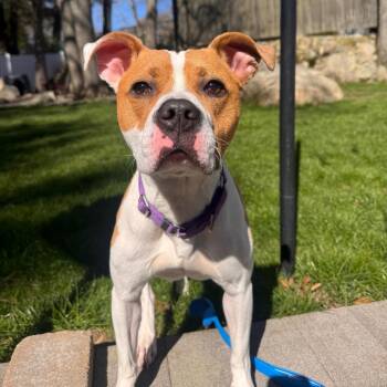 Strudel -  Pit Bull Terrier and Mixed Breed Dog for Adoption in Brockton, Massachusetts - Strudel | PetCurious