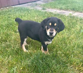 Slinky -  Australian Shepherd Dog for Adoption in Holiday Hills, Illinois - Slinky | PetCurious