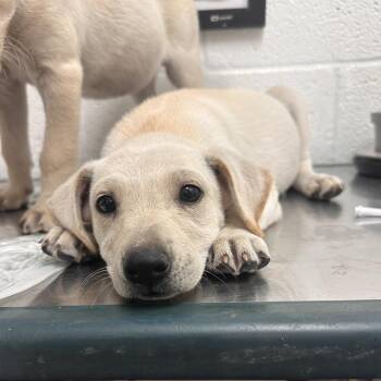 Shepherd and Mixed Breed Dogs Available for Adoption in Edinburg, Texas - Chickpea | PetCurious