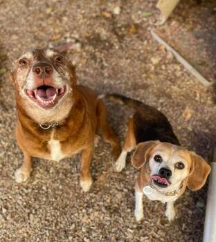 Rescue Mixed Breed Dogs for Adoption in Warrenton, Missouri - SR Remmy (Bonded With SR Molly) | PetCurious