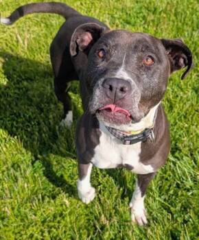 Pit Bull Terrier Dogs Available for Adoption in Akron, Ohio - BONNIE | PetCurious