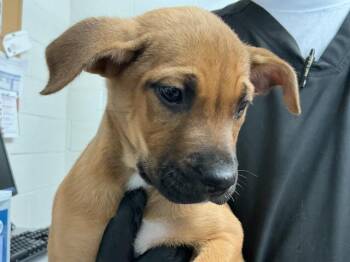 Mastiff and Mixed Breed Dogs Available for Adoption in San Bernardino, California - LUNA | PetCurious