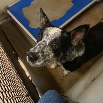 Grifter -  Australian Cattle Dog Blue Heeler and Mixed Breed Dog for Adoption in Stephenville, Texas - Grifter | PetCurious