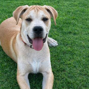 Great Dane and Boxer Dogs Available for Adoption - Bre | PetCurious