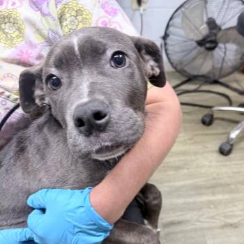 Junebug -  Mixed Breed Dog for Adoption in Summerville, South Carolina - Junebug | PetCurious