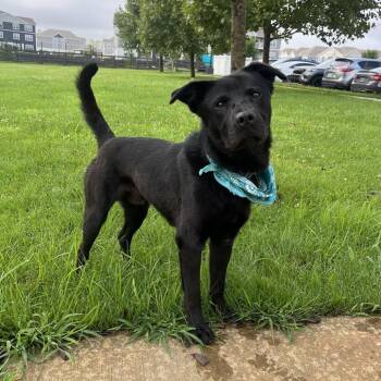 Tank -  Mixed Breed Dog for Adoption in Canal Winchester, Ohio - Tank | PetCurious