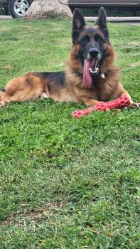 German Shepherd Dog Dogs Available for Adoption in Modesto, California - Koda | PetCurious