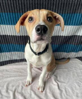 Mixed Breed Dogs Available for Adoption in Jackson, Michigan - Travis Barker | PetCurious