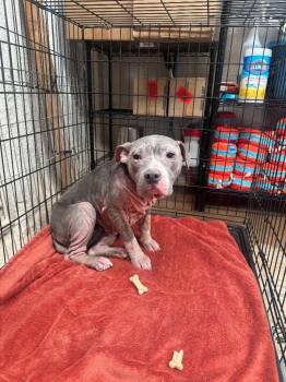 Mandy -  Pit Bull Terrier Dog for Adoption in Ovilla, Texas - Mandy | PetCurious
