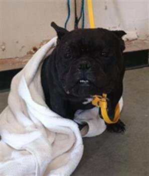 BARNABY -  American Bulldog Dog for Adoption in Camarillo, California - BARNABY | PetCurious