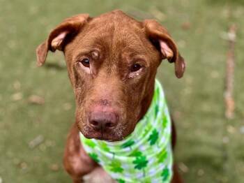 Labrador Retriever and Mixed Breed Dogs Available for Adoption - BODHI | PetCurious