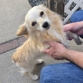 Miniature Dachshund and Mixed Breed Dogs Available for Adoption in San Juan Capistrano, California - GAGE | PetCurious