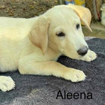 Aleena -  Mixed Breed Dog for Adoption - Aleena | PetCurious