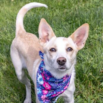 Cattle Dog and Labrador Retriever Dogs Available for Adoption in West Grove, Pennsylvania - Willow  (Female)   Avail    5/23 | PetCurious