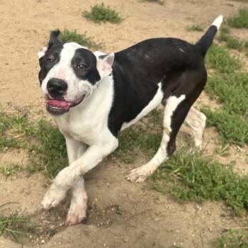 Raisin -  Labrador Retriever and Mixed Breed Dog for Adoption in West Point, Mississippi - Raisin | PetCurious