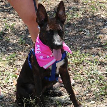 Rescue Dutch Shepherd and Border Collie Dogs for Adoption in Bandera, Texas - Koa | PetCurious