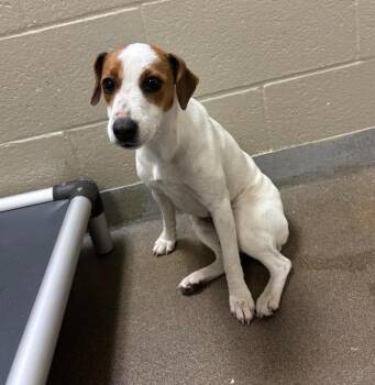 Jack Russell Terrier and Mixed Breed Dogs Available for Adoption in Chester, Maryland - Star | PetCurious