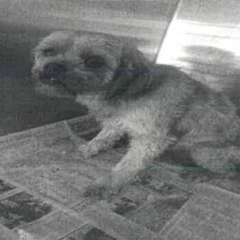 Brandon A2279052 -  Shih Tzu Dog for Adoption in Los Angeles, California - Brandon A2279052 | PetCurious