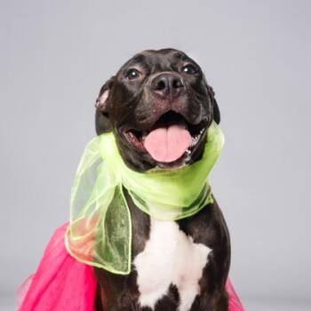 Dominoes Lava Cake -  Pit Bull Terrier and Mixed Breed Dog for Adoption in Atlanta, Georgia - Dominoes Lava Cake | PetCurious