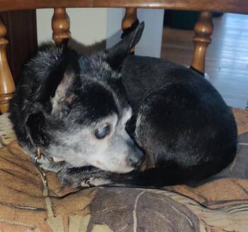 RIO -  Chihuahua Dog for Adoption in Camarillo, California - RIO | PetCurious