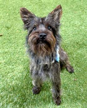 Sparkie -  Cairn Terrier Dog for Adoption in Novato, California - Sparkie | PetCurious