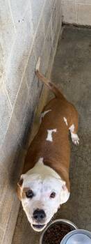 Sugar 2 -  Mixed Breed Dog for Adoption in Lawrenceburg, Tennessee - Sugar 2 | PetCurious