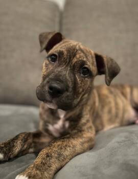 Rescue American Staffordshire Terrier Dogs for Adoption in Bedminster, New Jersey - Rickie | PetCurious
